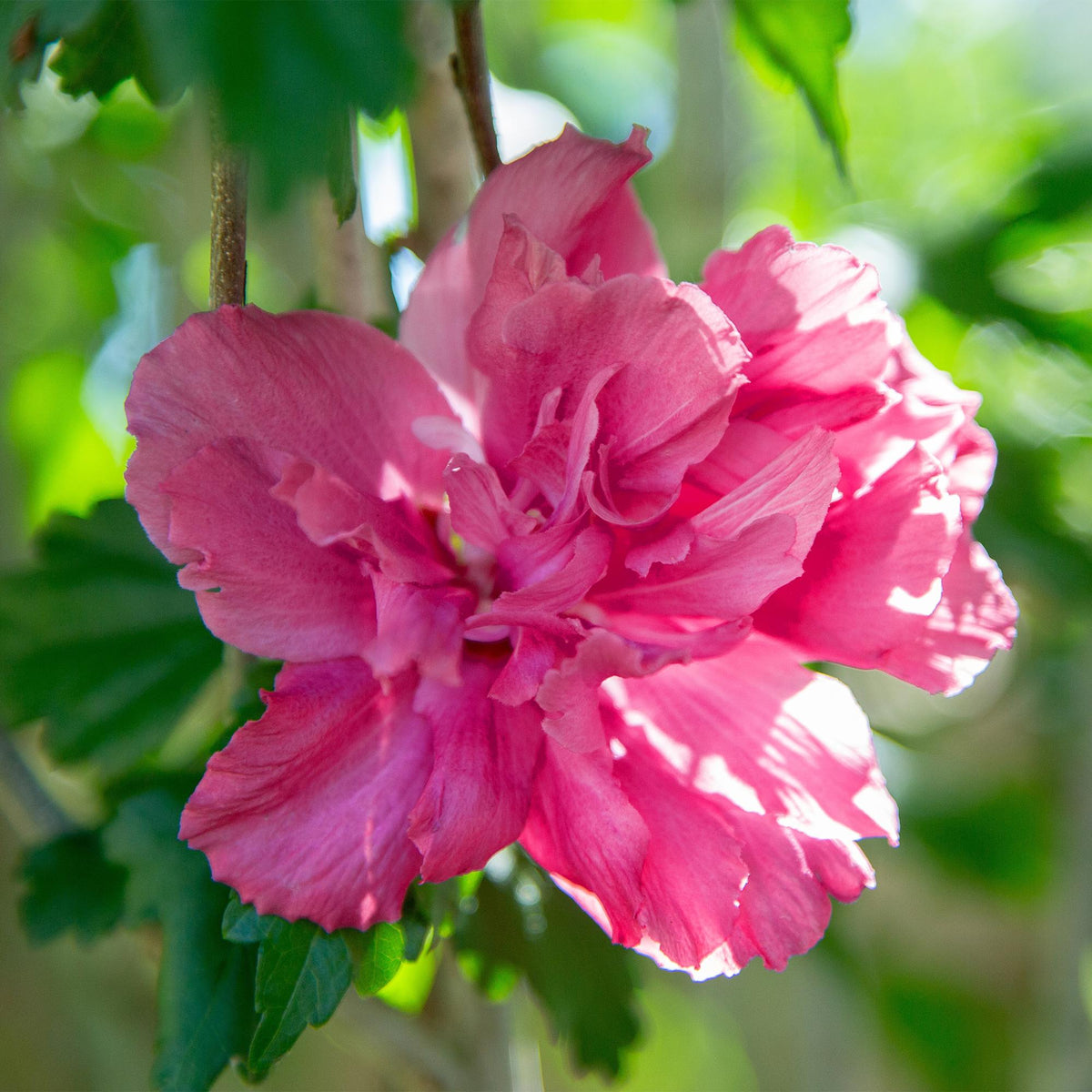 Green boutiQ - Plante sur tige - Hibiscus syriacus Magenta Chiffon® - Plante de terrasse - Caduc - Rustique - Fleur rose - Pot 19cm Hauteur 90cm