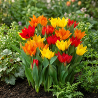 100x Tulipa Praestans Mix - Tulipa Praestans Mengsel - Diversen - Voorjaarsbloeier - Bolmaat 8/9