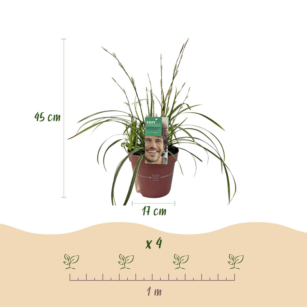 Green boutiQ - Graminées ornementales - Carex morrowii Ice Dance - Blanc & Vert - 4 Plantes - Persistant - Peu d'entretien - Pot 17cm Hauteur 50cm