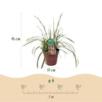 Green boutiQ - Graminées ornementales - Carex morrowii Ice Dance - Blanc & Vert - 4 Plantes - Persistant - Peu d'entretien - Pot 17cm Hauteur 50cm