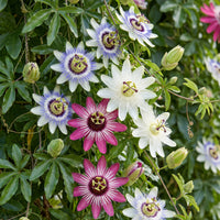 12x Passiflora Tricolour - Tricolour passion flower - White - Purple - Pink - Climber - Ø9cm - ↕35cm
