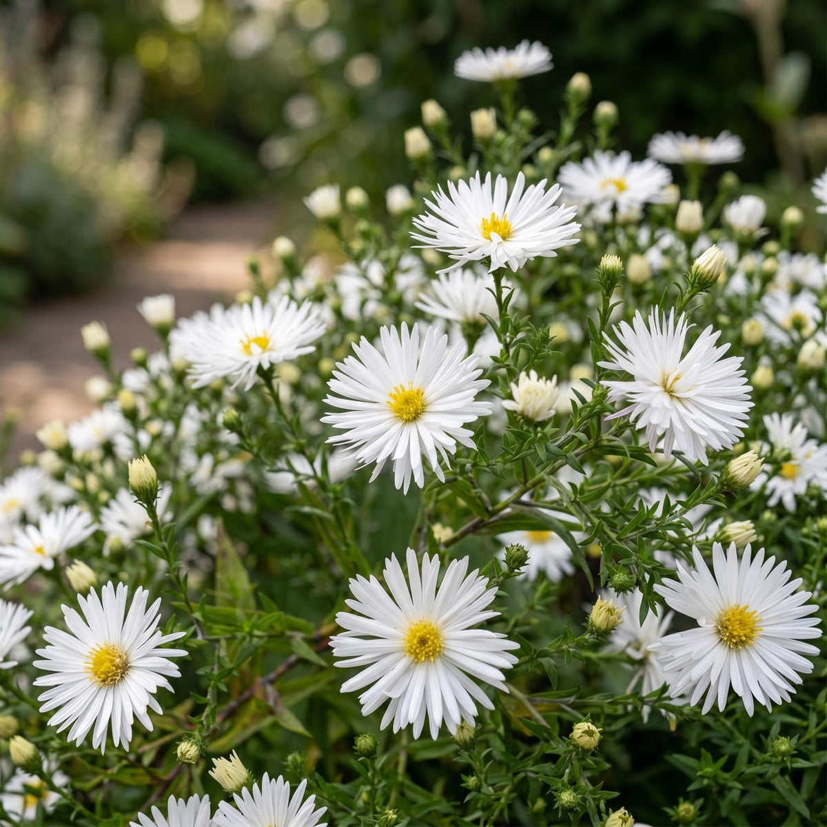 Green boutiQ - Stauden - Aster (D) Schneekissen - Strand-Aster - Bienen- und Schmetterlingsmagnet - Weiß - 3 Pflanzen - Topf 11cm - Höhe 15-25cm