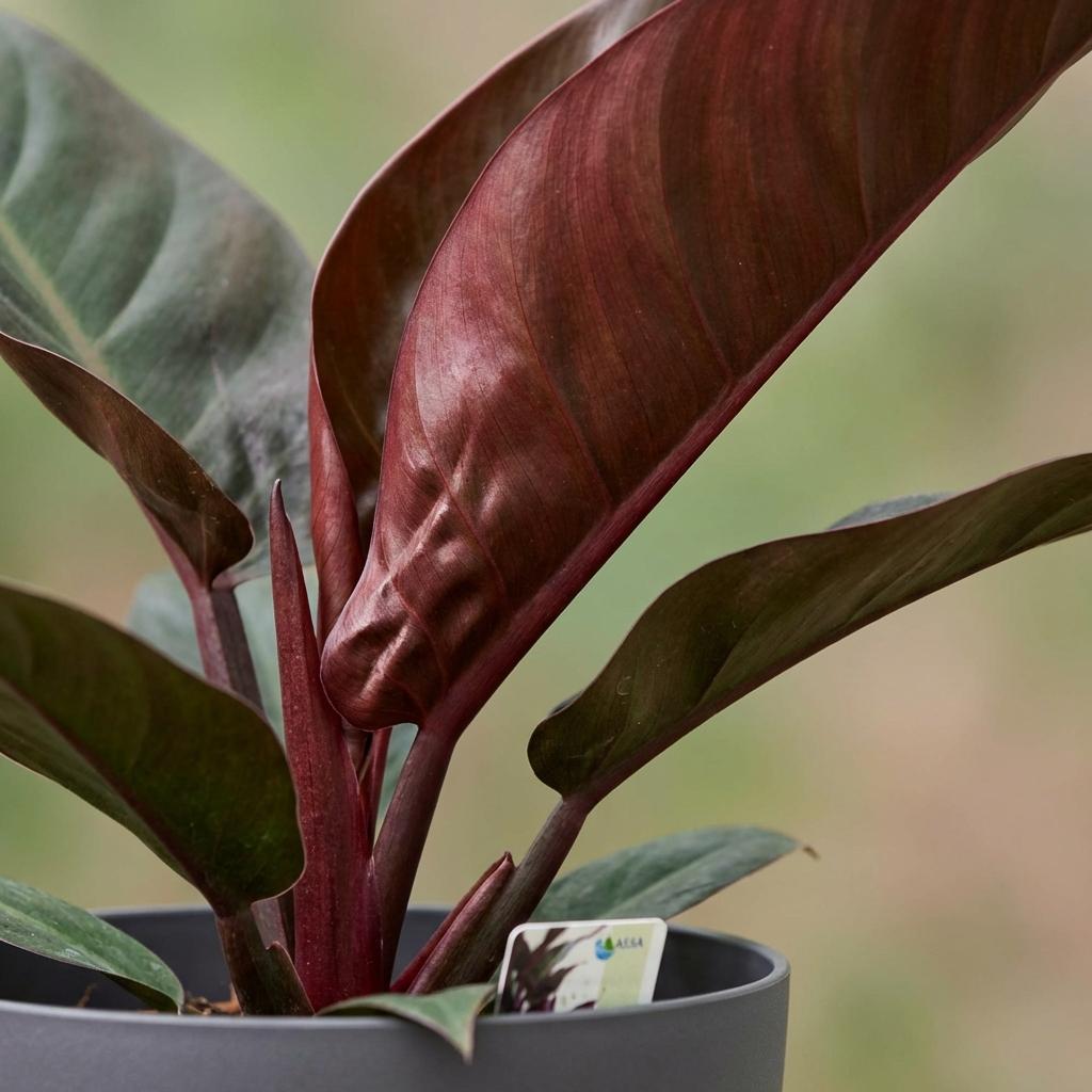 Green boutiQ - Plante d'intérieur - Philodendron - Philodendron Imperial Red - Rouge - Entretien facile - 1 plante - avec pot gris - Pot 19cm - Hauteur 60cm