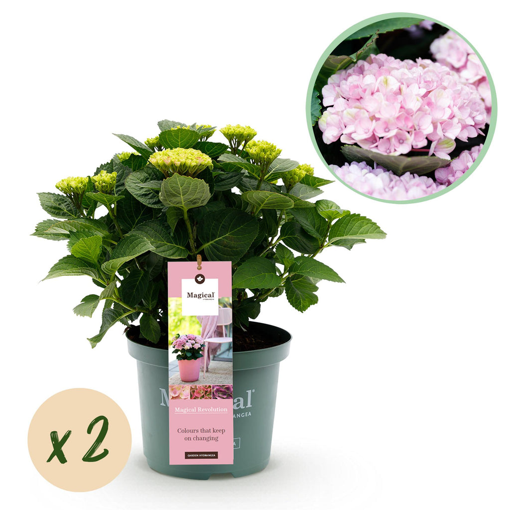 Green boutiQ - Terrassenpflanze - Hortensie - Hydrangea Magical Revolution Pink - Rosa - 6-10 Blüten - 2 Pflanzen - Topf 23 cm Höhe 55 cm