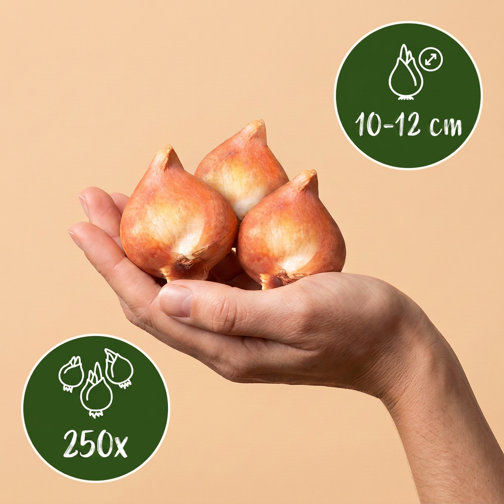 250x Bulbs From Holland - Bollen uit Holland - Diversen - Zomerbloeier - Bolmaat 10/12