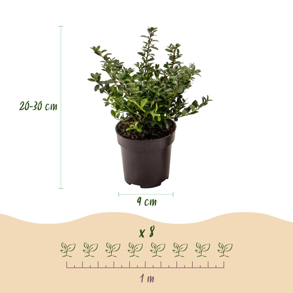 Green boutiQ - 40x Ilex crenata Stokes - Japanische Stechpalme - Heckenpflanzen - Immergrün - Grün - Topf 9cm - Höhe 20-30cm