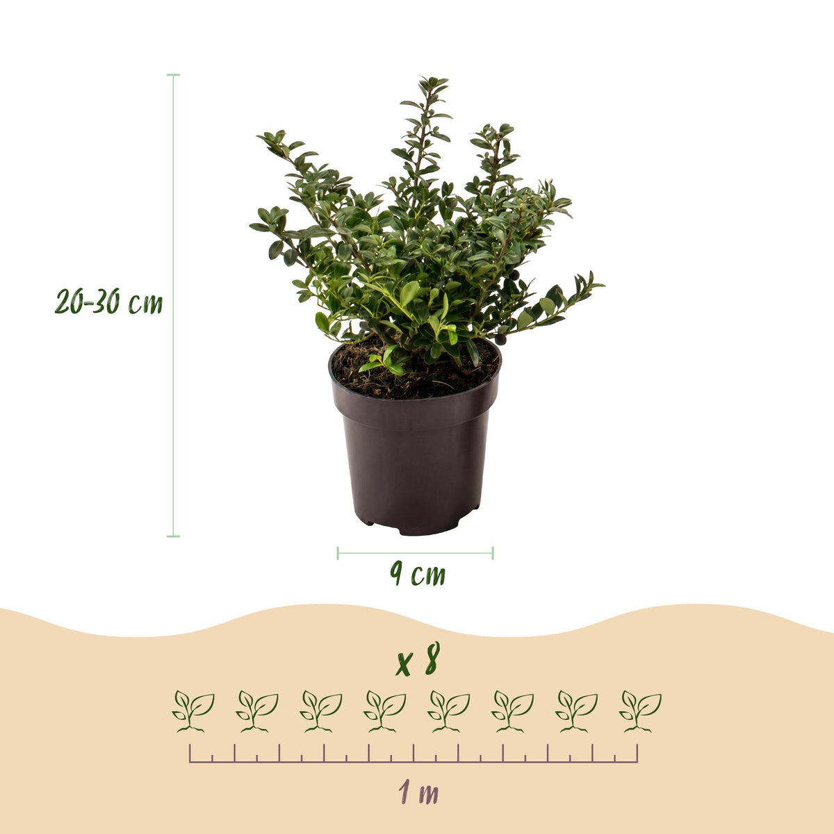 Green boutiQ - 40x Ilex crenata Stokes - Japanse Hulst - Haagplanten - Groenblijvend - Groen - Pot 9cm - Hoogte 20-30cm