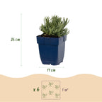 Green boutiQ - Plante vivace - Lavandula ang. Edelweiss - Lavande - Parfumée - Blanc - 1 plante - Pot 11cm - Hauteur 15-25cm