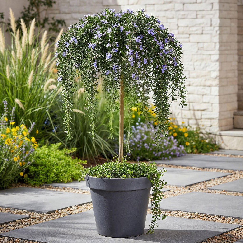 Green boutiQ - Romarin rampant sur tige - Rosmarinus officinalis Prostratus - Plante de terrasse - Feuillage persistant - Rustique - Fleurs violettes - Pot 19 cm, hauteur 90 cm