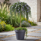 Green boutiQ - Romarin rampant sur tige - Rosmarinus officinalis Prostratus - Plante de terrasse - Feuillage persistant - Rustique - Fleurs violettes - Pot 19 cm, hauteur 90 cm