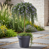 Green boutiQ - Plant op Stam - Rosmarinus officinalis Prostratus - Terras Plant - Bladhoudend - Winterhard -Paarse Bloem - Pot 19cm Hoogte 90cm