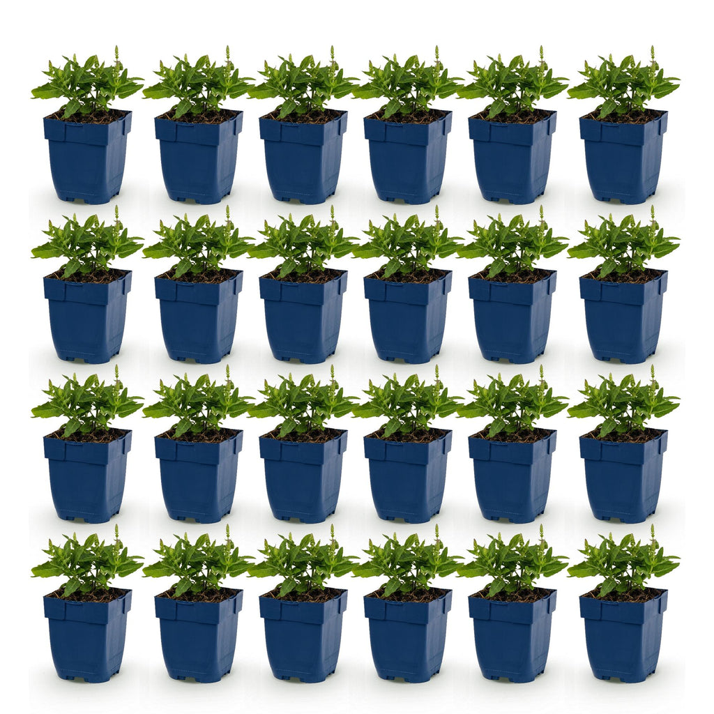Green boutiQ - Stauden - Salvia Tricolour - Salbei - Duftend - Violett - Rosa - Weiß - 24 Pflanzen - Topf 11cm - Höhe 15-25cm