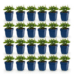 Green boutiQ - Stauden - Salvia Tricolour - Salbei - Duftend - Violett - Rosa - Weiß - 24 Pflanzen - Topf 11cm - Höhe 15-25cm
