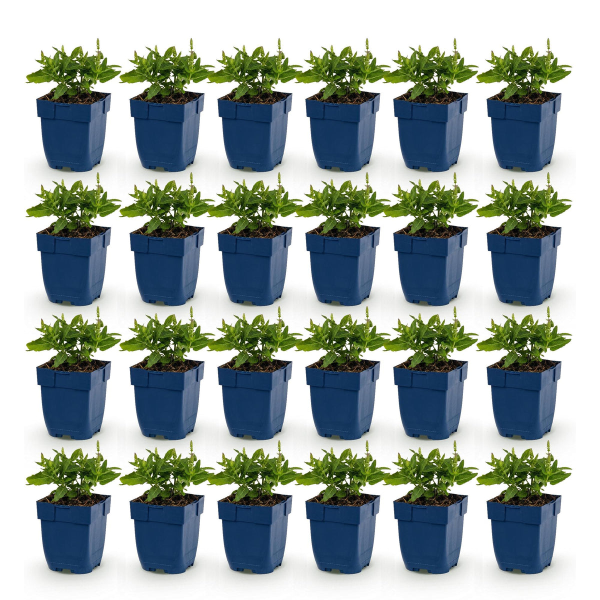 Green boutiQ - Stauden - Salvia Tricolour - Salbei - Duftend - Violett - Rosa - Weiß - 24 Pflanzen - Topf 11cm - Höhe 15-25cm