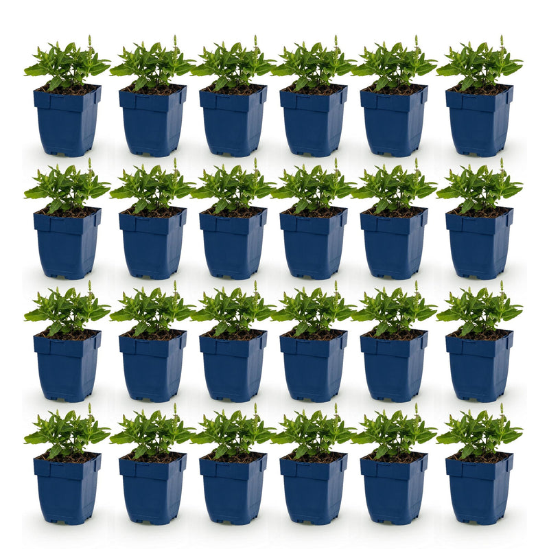 Green boutiQ - Vasteplant - Salvia Tricolour - Salie - Geurend - Paars - Roze - Wit - 24 Planten - Pot 11cm - Hoogte 15-25cm