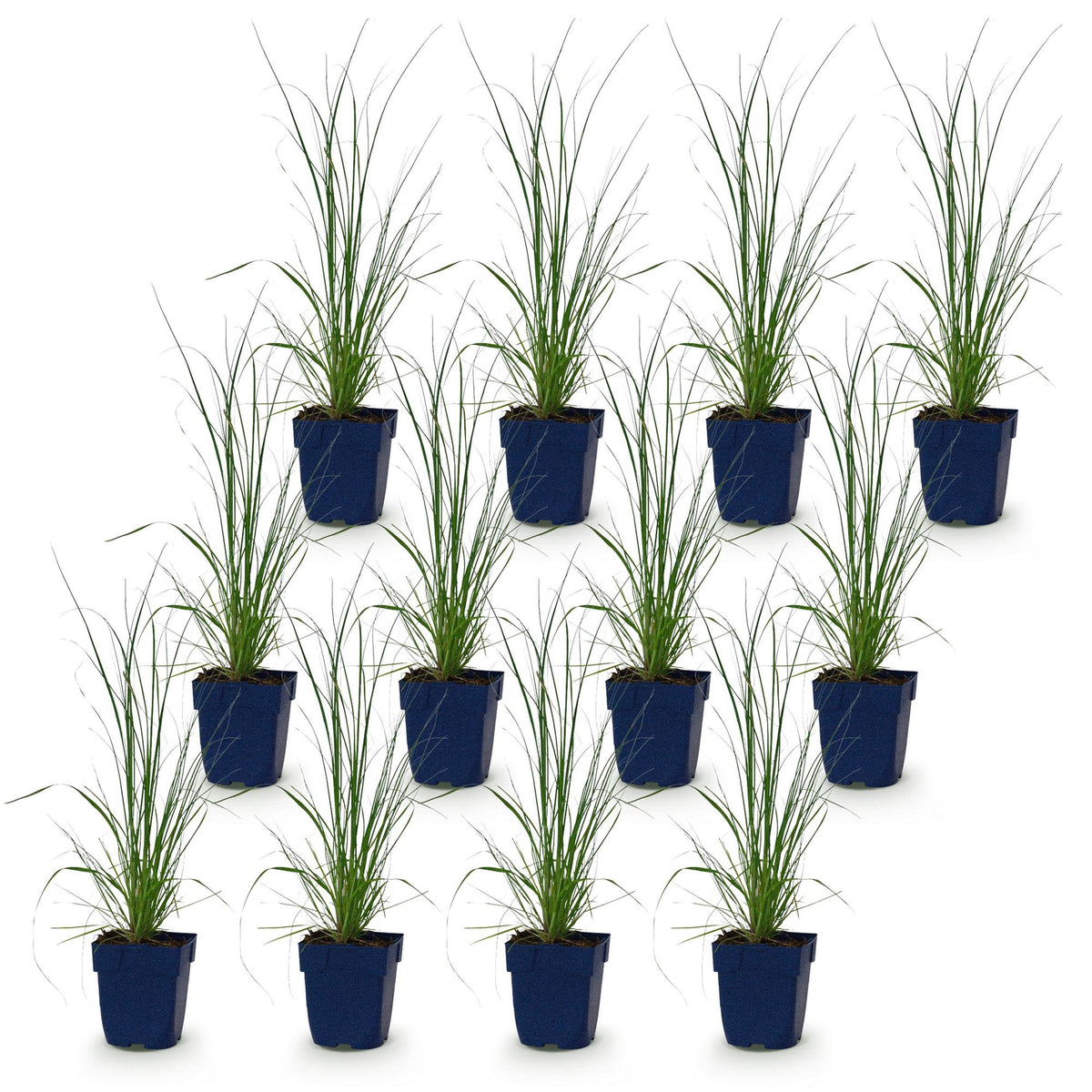 Green boutiQ - Graminées - Cortaderia sell. Pumila - Herbe de la pampa naine - Avec plumeau - Gris - 12 plantes - Pot 11cm - Hauteur 15-25cm