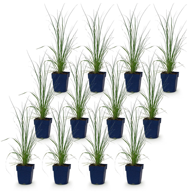 Green boutiQ - Grassen - Cortaderia sell. Pumila - Dwergpampasgras - Met Pluim - Grijs - 12 Planten - Pot 11cm - Hoogte 15-25cm