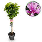 Green boutiQ - Plante sur tige - Magnolia Susan - Plante de terrasse - Caduc - Rustique - Fleur rose - Pot 19 cm Hauteur 90 cm