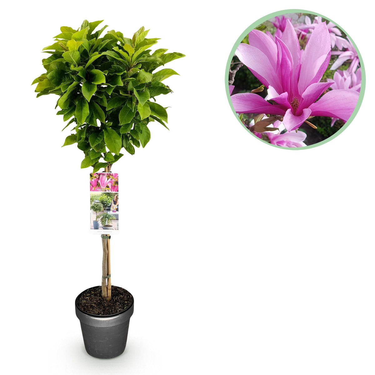 Green boutiQ - Plante sur tige - Magnolia Susan - Plante de terrasse - Caduc - Rustique - Fleur rose - Pot 19 cm Hauteur 90 cm