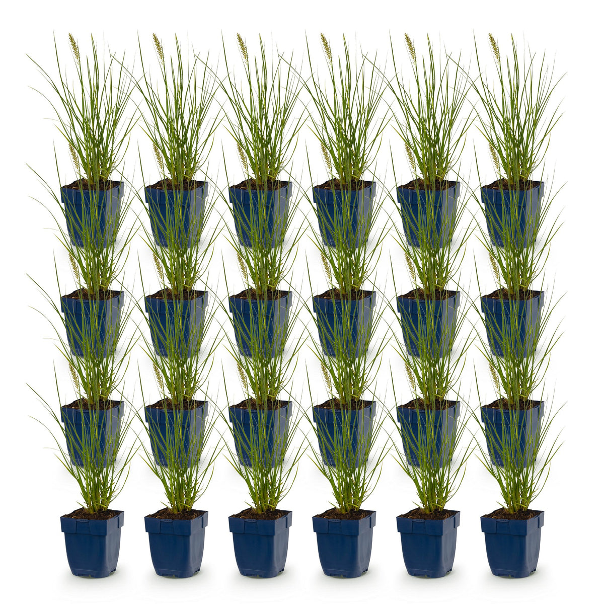 Green boutiQ - Grasses - Pennisetum alop. Little Bunny - Foxtail Grass - With Plum - Green - 24 Plants - Pot 11cm - Height 15-25cm
