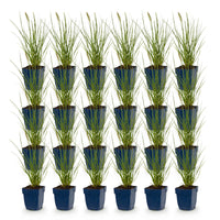 Green boutiQ - Grasses - Pennisetum alop. Little Bunny - Foxtail Grass - With Plum - Green - 24 Plants - Pot 11cm - Height 15-25cm