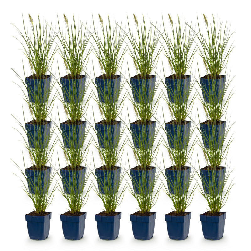 Green boutiQ - Grasses - Pennisetum alop. Little Bunny - Foxtail Grass - With Plum - Green - 24 Plants - Pot 11cm - Height 15-25cm
