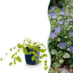 Vasteplant - Vinca major Variegata - Maagdenpalm - Bodembedekkend - Blauw - 1 Plant - Pot 11cm - Hoogte 15-25cm