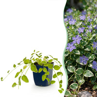 Vasteplant - Vinca major Variegata - Maagdenpalm - Bodembedekkend - Blauw - 1 Plant - Pot 11cm - Hoogte 15-25cm
