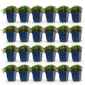 Green boutiQ - Plante vivace - Campanula posch. Stella - Campanule à feuilles de pêcher - Couvre-sol - Violet - 24 Plantes - Pot 11cm - Hauteur 15-25cm