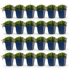 Green boutiQ - Plante vivace - Campanula posch. Stella - Campanule à feuilles de pêcher - Couvre-sol - Violet - 24 Plantes - Pot 11cm - Hauteur 15-25cm