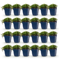 Green boutiQ - Vasteplant - Campanula posch. Stella - Perzikbladklokje - Bodembedekkend - Paars - 24 Planten - Pot 11cm - Hoogte 15-25cm
