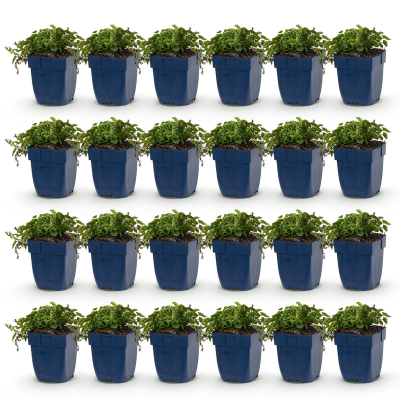 Green boutiQ - Vasteplant - Campanula posch. Stella - Perzikbladklokje - Bodembedekkend - Paars - 24 Planten - Pot 11cm - Hoogte 15-25cm