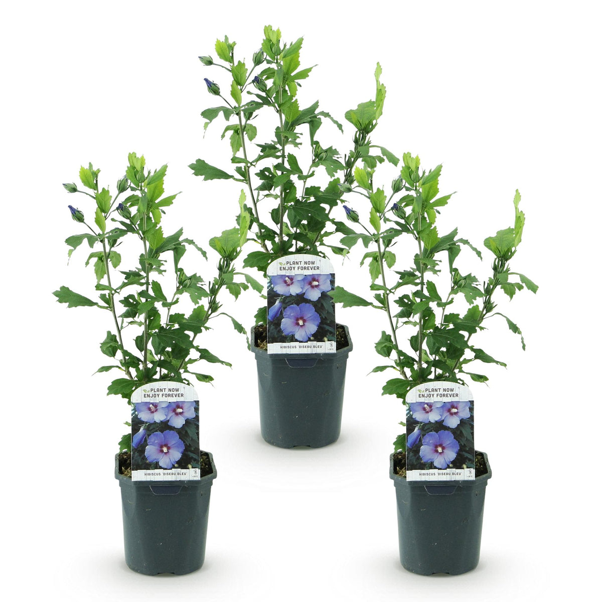Green boutiQ - Plante de jardin - Hibiscus syriacus Oiseau Bleu - Hibiscus de jardin - Rustique - Bleu - 3 Plantes - Pot 17cm - Hauteur 45cm