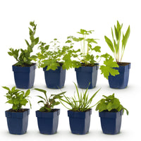 Green boutiQ - Borderpakket - Bijen en Vlinderlokkend - 8 Vaste planten - 1 m2 - Diversen kleuren - Weinig Onderhoud - Pot 11cm