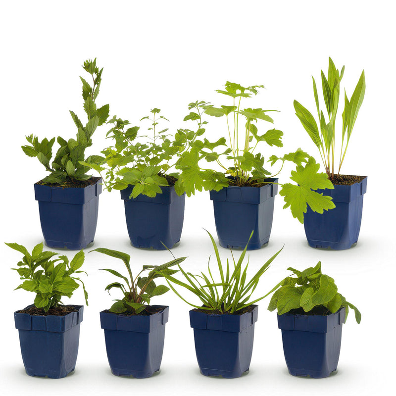 Green boutiQ - Borderpakket - Bijen en Vlinderlokkend - 8 Vaste planten - 1 m2 - Diversen kleuren - Weinig Onderhoud - Pot 11cm