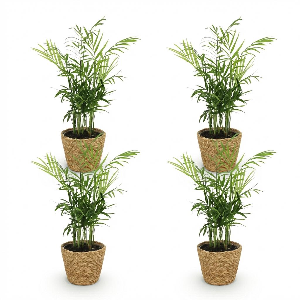 Green boutiQ - Zimmerpflanze - Chamaedorea elegans - Bergpalme - Haustierfreundliche Pflanze - Grün - 4 Pflanzen - mit Korb - Topf 12cm - Höhe 15cm
