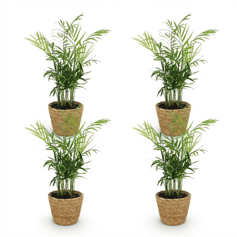 Green boutiQ - Kamerplant - Chamaedorea elegans - Goudpalm - Huisdiervriendelijke Plant - Groen - 4 Planten - met Mand - Pot 12cm - Hoogte 15cm