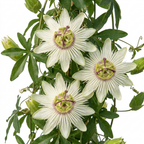 2x Passiflora ca. 'Constance Elliott' - Passiflore Constance Elliott - Blanc - Grimpante - Ø9cm - ↕35cm