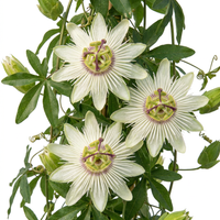 2x Passiflora ca. 'Constance Elliott' - Constance Elliott passionflower - White - Climber - Ø9cm - ↕35cm