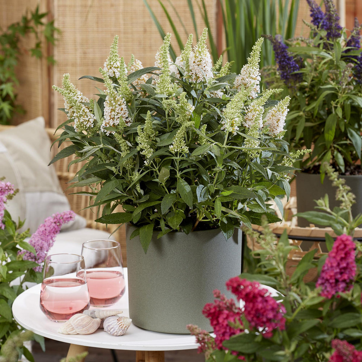 Green boutiQ - Tuinplant - Buddleja davidii Butterfly Candy Little White - Vlinderstruik - Compact - Wit - 1 Plant - Pot 12cm - Hoogte 20-25cm
