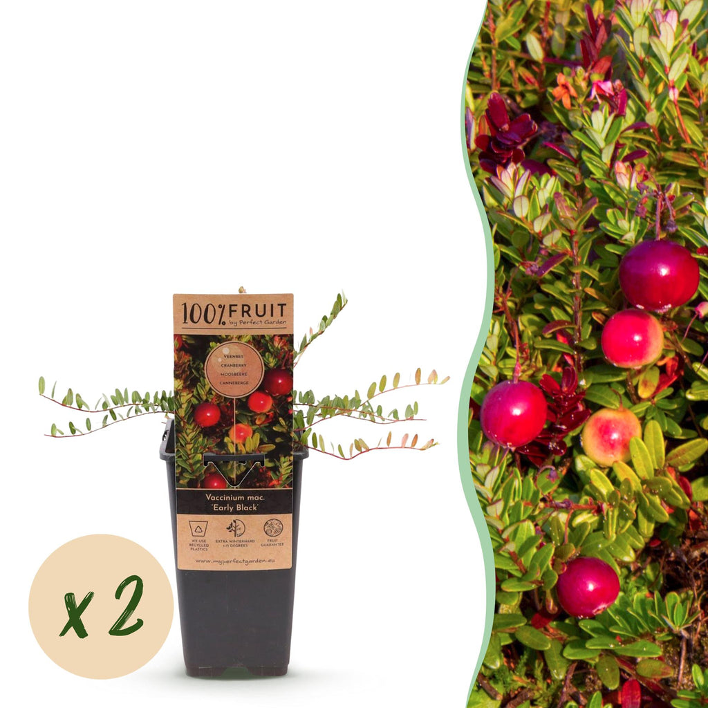 Green boutiQ - Fruchtpflanze - Vaccinium mac. Early Black - Moosbeere - Winterhart - Heidelbeere - 2 Pflanzen - Topf 15cm - Höhe 50cm