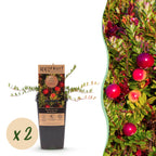 Green boutiQ - Fruchtpflanze - Vaccinium mac. Early Black - Moosbeere - Winterhart - Heidelbeere - 2 Pflanzen - Topf 15cm - Höhe 50cm