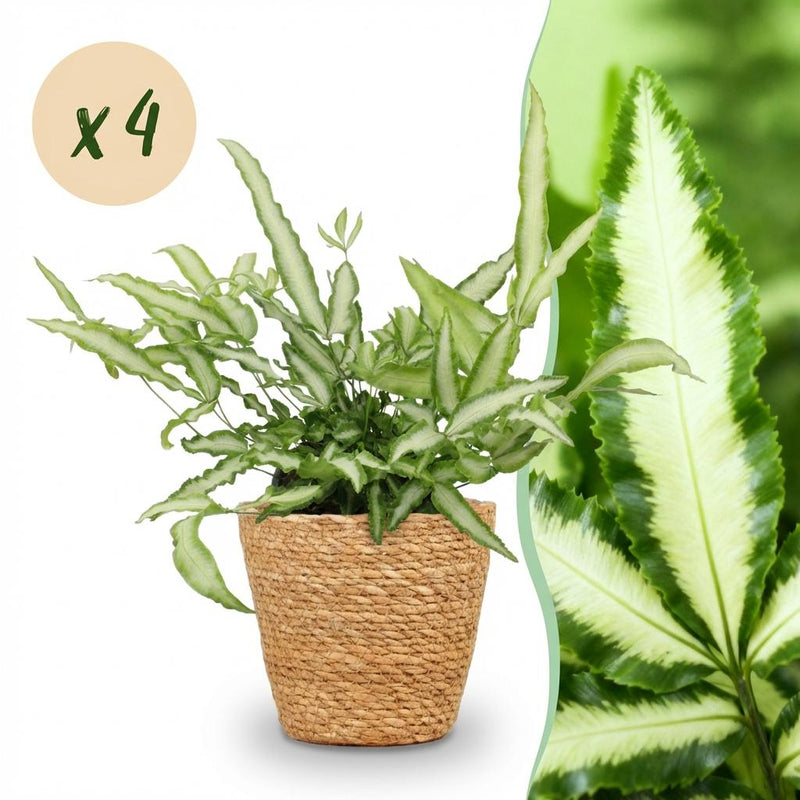 Green boutiQ - Kamerplant - Pteris cretica Albolineata - Lintvaren - Huisdiervriendelijke Plant - Groen - 4 Planten - met Mand - Pot 12cm - Hoogte 20cm