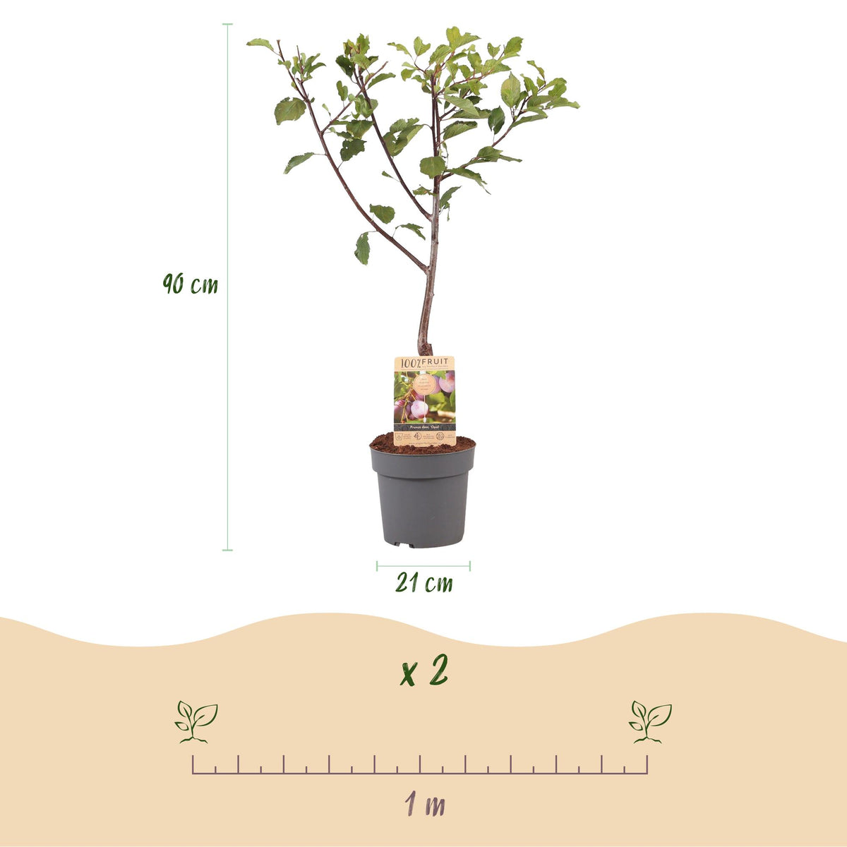 Green boutiQ - Fruitboom - Prunus domestica Opal - Pruimenboom - Winterhard - Paars-Rode Pruim - 1 Plant - Pot 21cm - Hoogte 90cm
