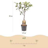 Green boutiQ - Fruitboom - Prunus domestica Opal - Pruimenboom - Winterhard - Paars-Rode Pruim - 1 Plant - Pot 21cm - Hoogte 90cm