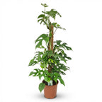 Green boutiQ - Plante d'intérieur - Mini Monstera - Monstera Minima sur tuteur - Vert - Entretien facile - 1 plante - Pot 19cm - Hauteur 90cm