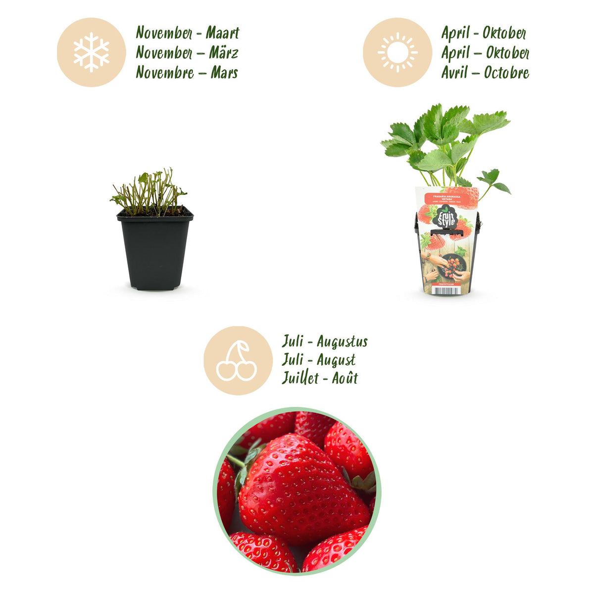 Green boutiQ - Plants fruitiers - Fraise - Fragaria Elsanta - Rustique - 6 plantes - Pot 9 cm - Fraise rouge