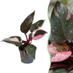Philodendron Pink Princess Marble - Pink Princess Marble Philodendron - Green - Pink - Tropical - Ø6cm - ↕12cm