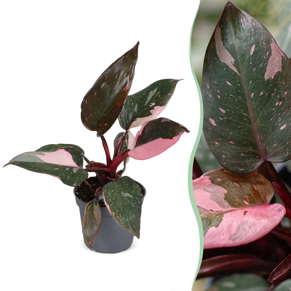 Philodendron Pink Princess Marble - Pink Princess Marble Philodendron - Green - Pink - Tropical - Ø6cm - ↕12cm