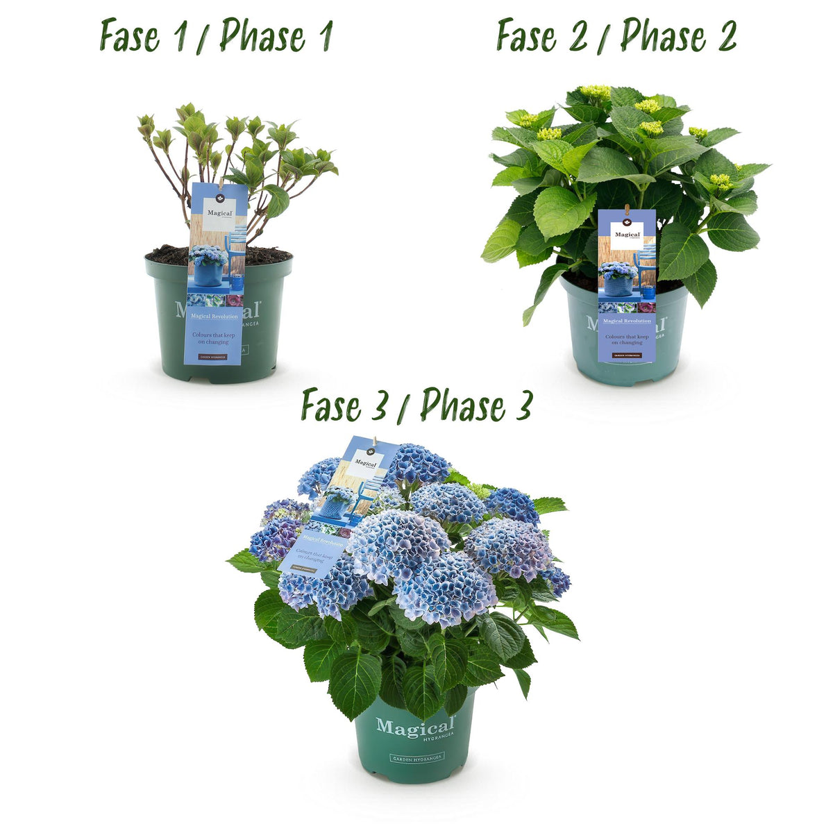 Green boutiQ - Plante de terrasse - Hortensia - Hydrangea Magical Revolution Blue - Bleu - 6-10 fleurs - 2 plantes - Pot 23 cm Hauteur 55 cm